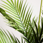 Декоративно дърво HOMLA TROPICAL ZONE 120 см